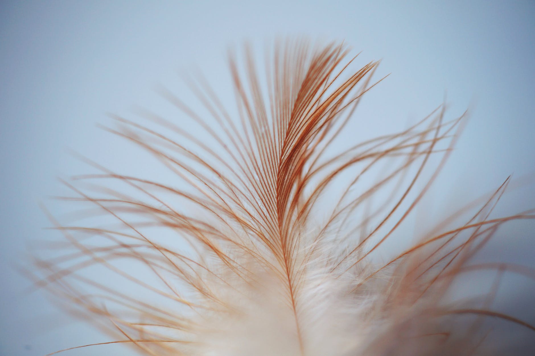 single white brown feather