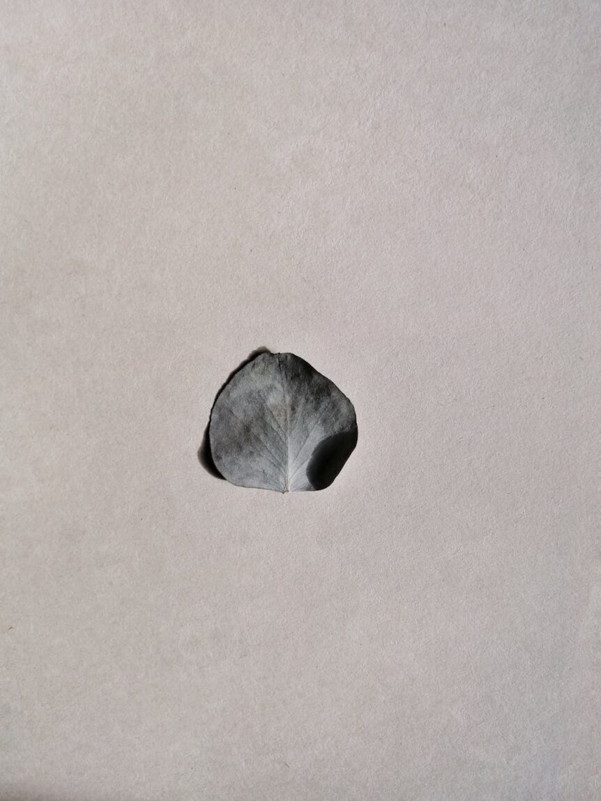 gentle dry petal placed on gray surface